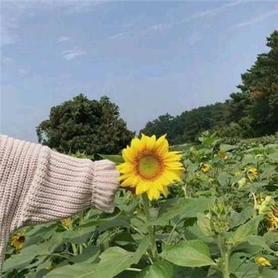 神雕侠侣2九游版手游下载